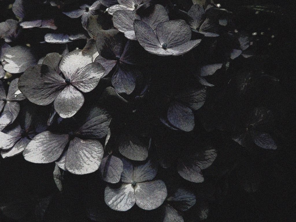 Hydrangea  紫陽花